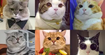 10 เพจแมวเซเลปในเมืองไทย น่ารักแค่ไหนถามใจดู
