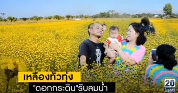 แห่เที่ยวทุ่งดอกกระถิน