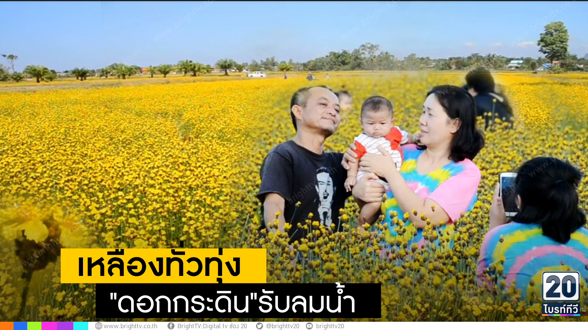 แห่เที่ยวทุ่งดอกกระถิน