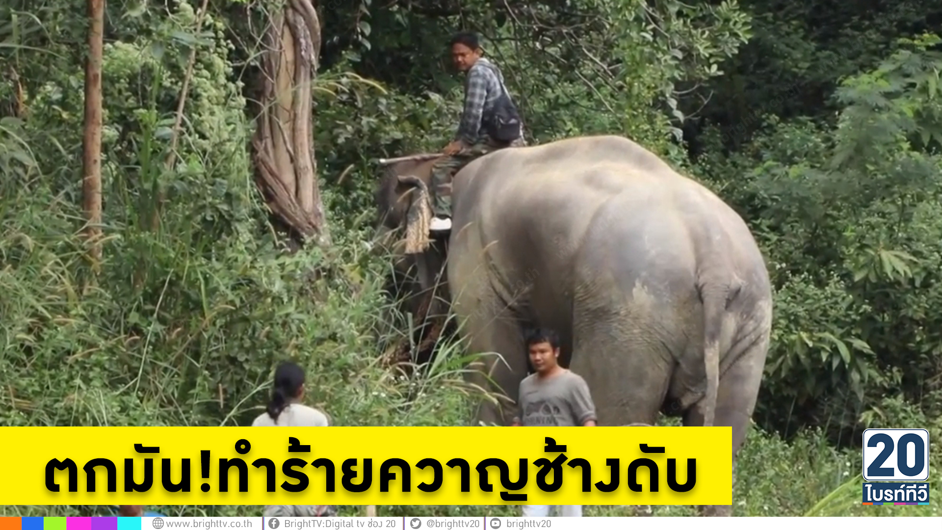ช้างแสนรู้สวนสัตว์เชียงใหม่ ตกมัน ทำร้ายควาญช้างดับ