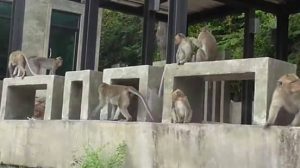 นักท่องเที่ยวแย่งลูกลิง ถูกรุมกัดสาหัส