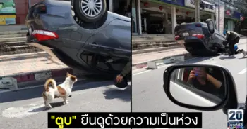 ตูบ ยืนดูด้วยความเป็นห่วง