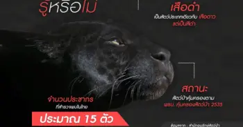 อนุรักษ์เสือดำ