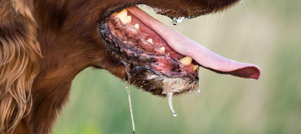 ไขข้อสงสัย ฉีควัคซีนพิษสุนัขบ้าในคน ต้องฉีดก่อนหรือหลังโดนกัด