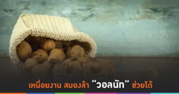 ถั่ววอลนัท