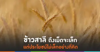 ข้าวสาลี