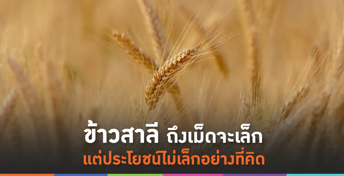 ข้าวสาลี