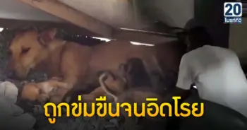 รปภ.ข่มขืนสุนัขแม่ลูกอ่อน