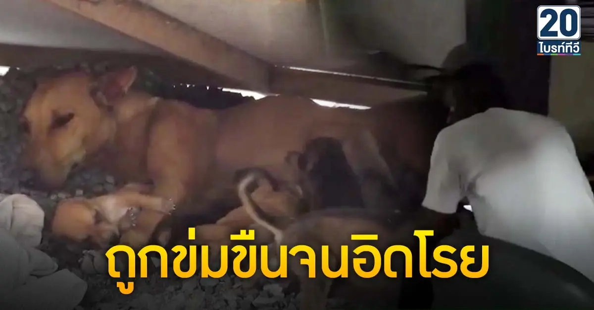 รปภ.ข่มขืนสุนัขแม่ลูกอ่อน