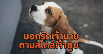 ภาษากายสุนัข