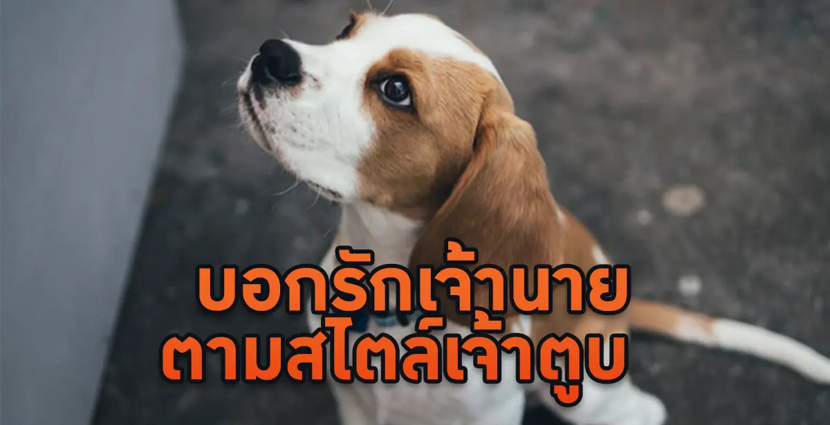 ภาษากายสุนัข