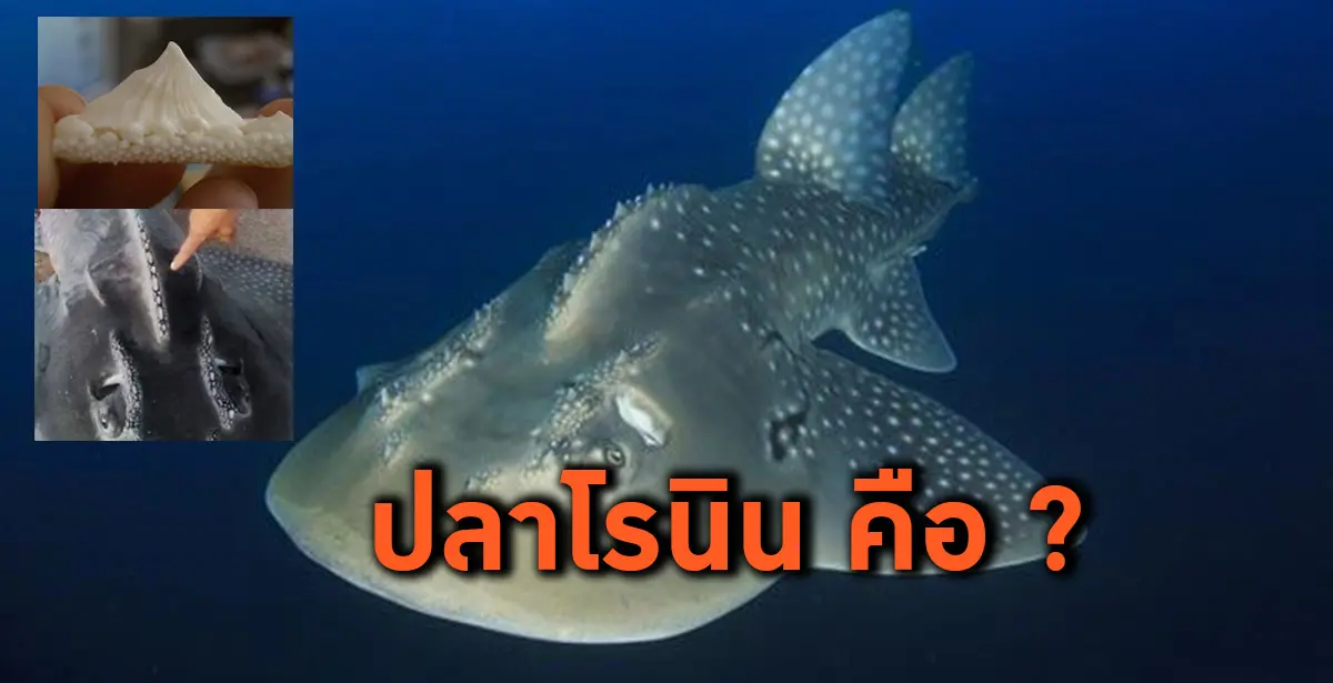 Mudskate