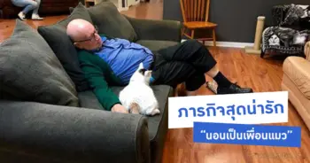 นอนกับแมว