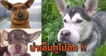 สุนัขโดนผึ้งต่อย