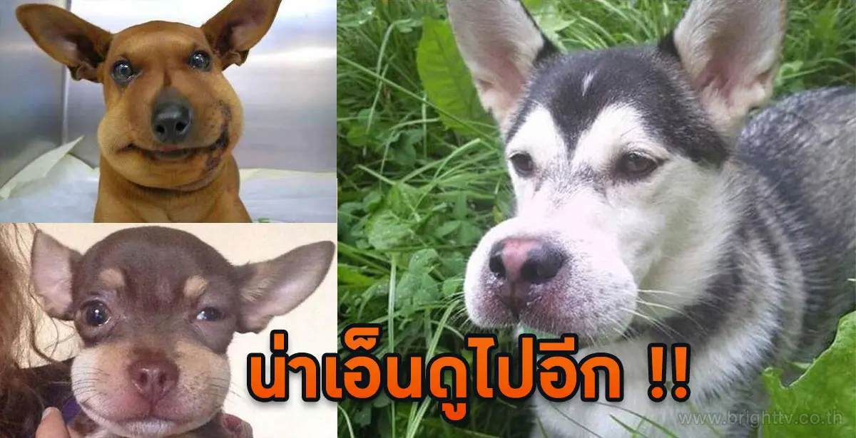 สุนัขโดนผึ้งต่อย