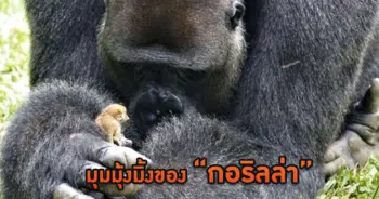 กอริลล่า
