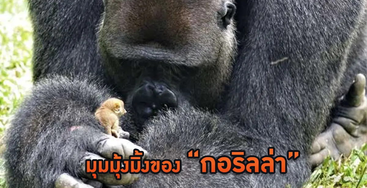 กอริลล่า