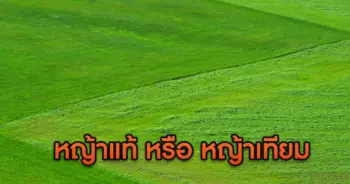 หญ้า