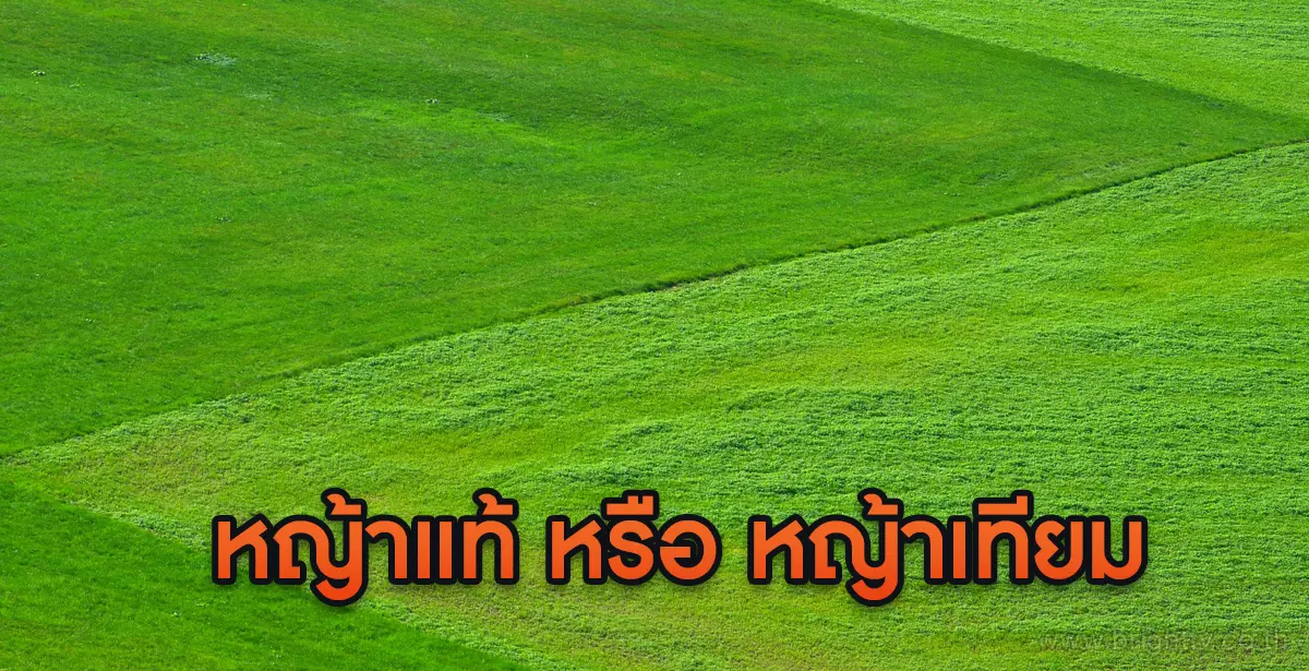 หญ้า