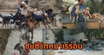 หมาเร่ร่อน