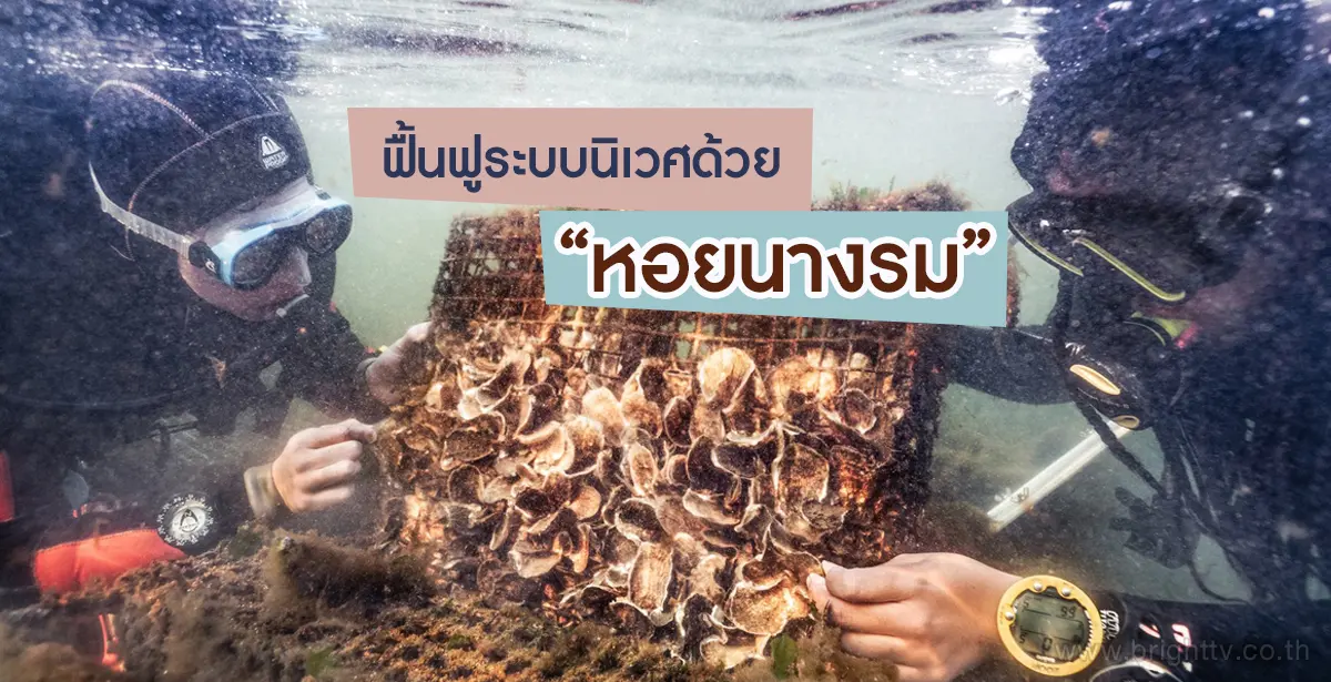 หอยนางรม
