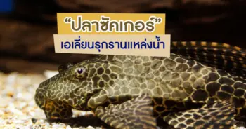 ปลาซัคเกอร์