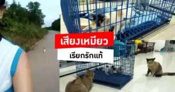 รักแท้