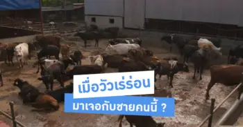 วัวเร่ร่อน