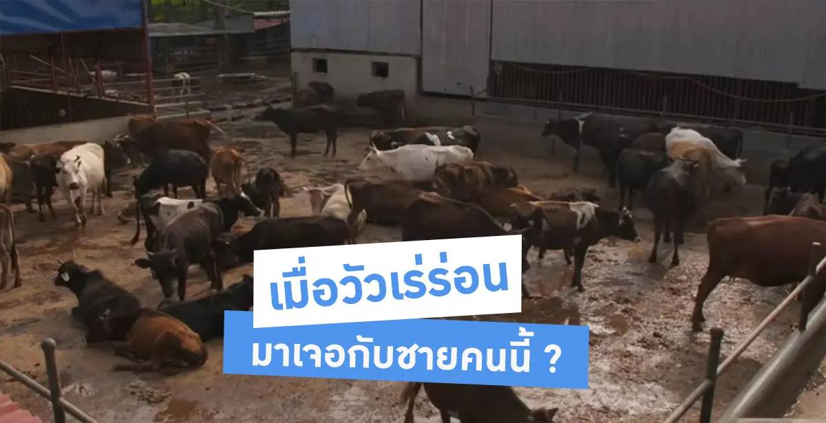 วัวเร่ร่อน