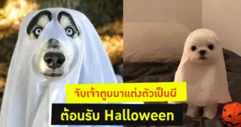 ฮาโลวีน