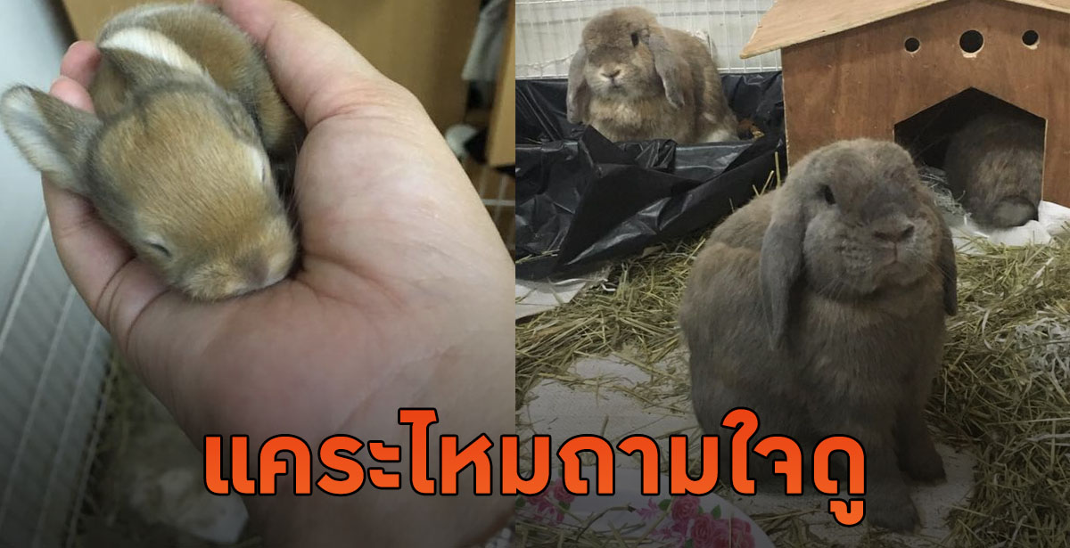 ส à¸