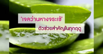 เจลว่านหางจระเข้