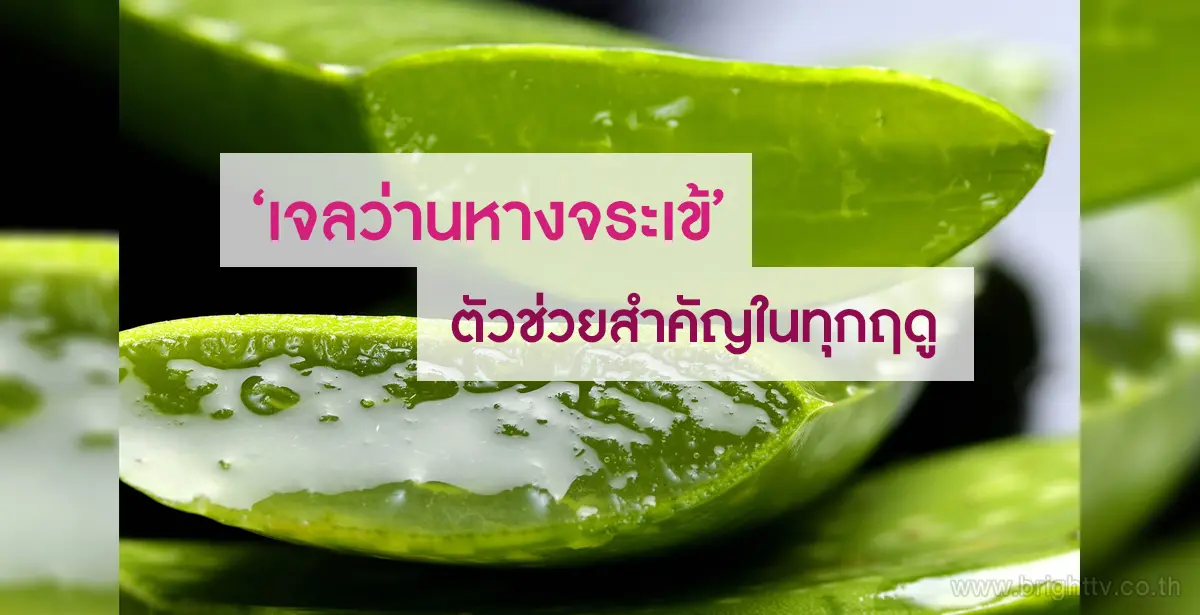 เจลว่านหางจระเข้