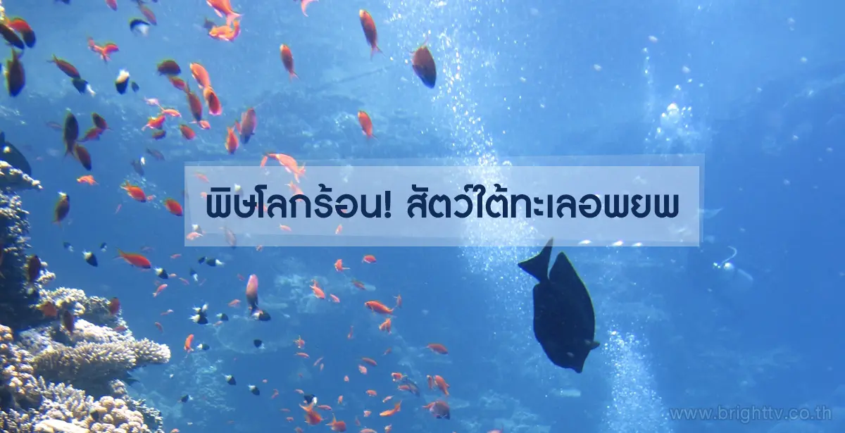 สัตว์ใต้ทะเลอพยพ
