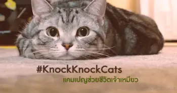 KnockKnockCats