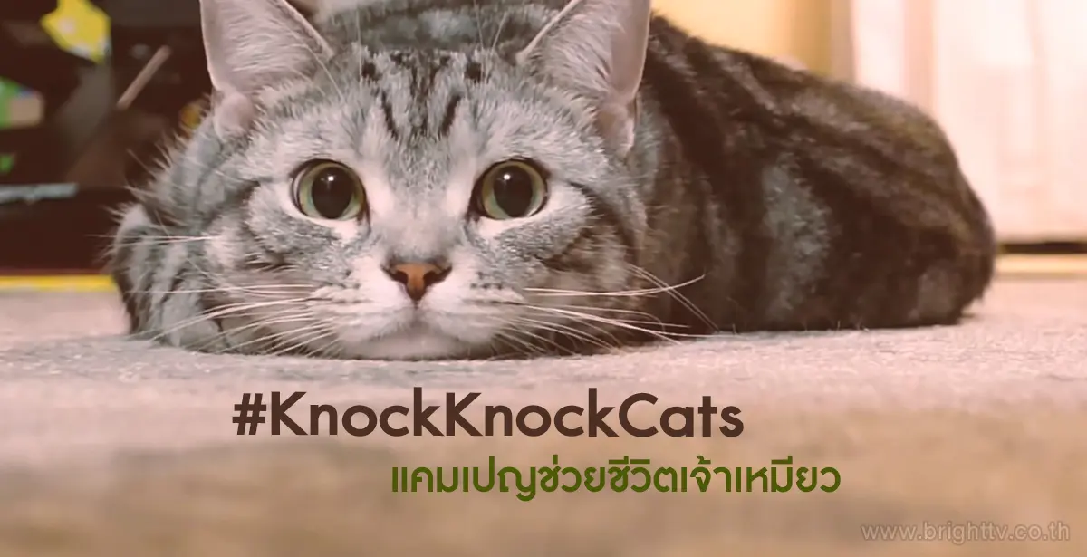 KnockKnockCats
