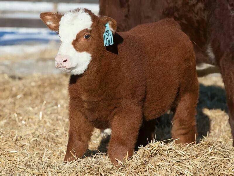 Fluffy Cows
