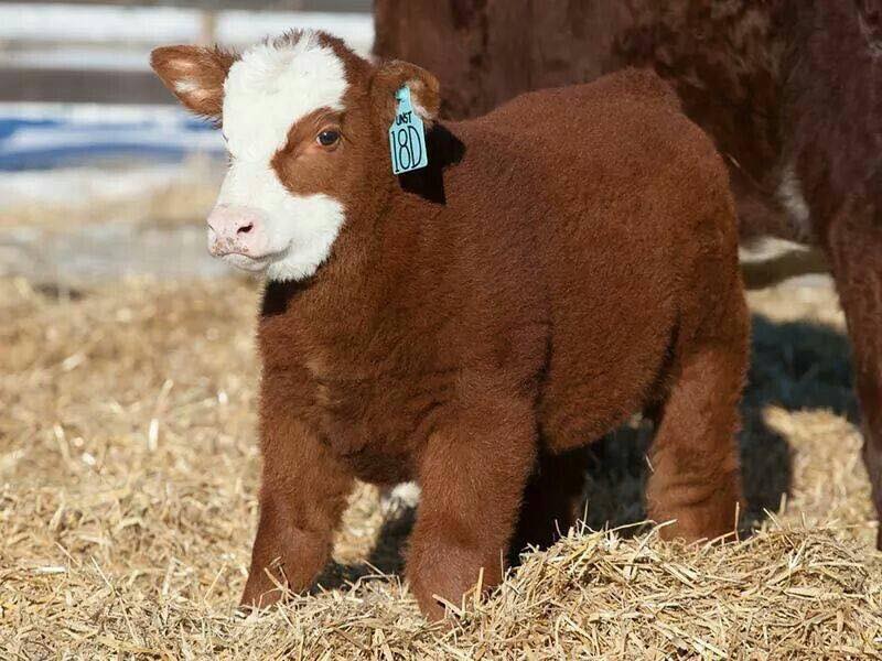 Fluffy Cows