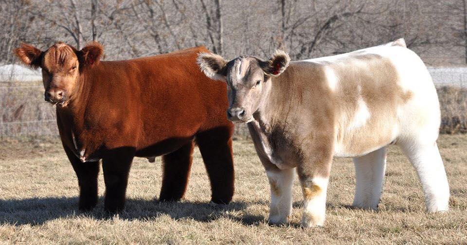 Fluffy Cows