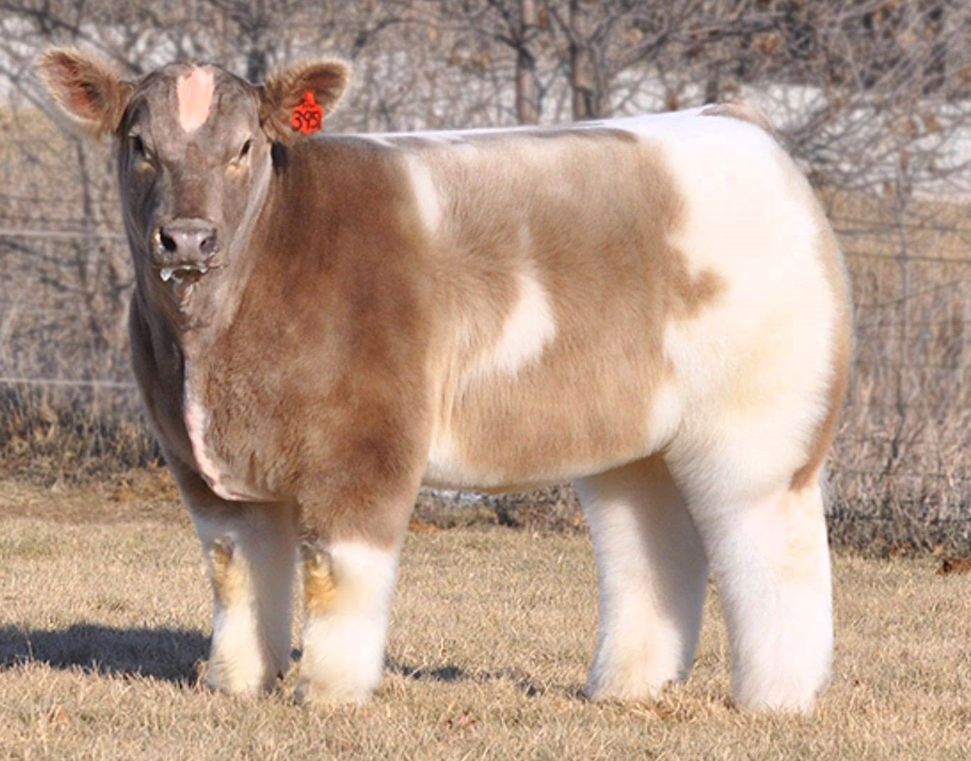 Fluffy Cows