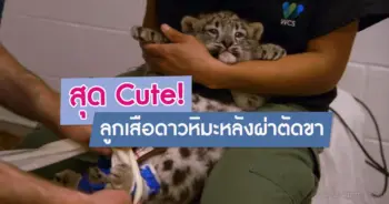 ลูกเสือดาวหิมะ