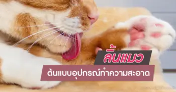 ลิ้นแมว