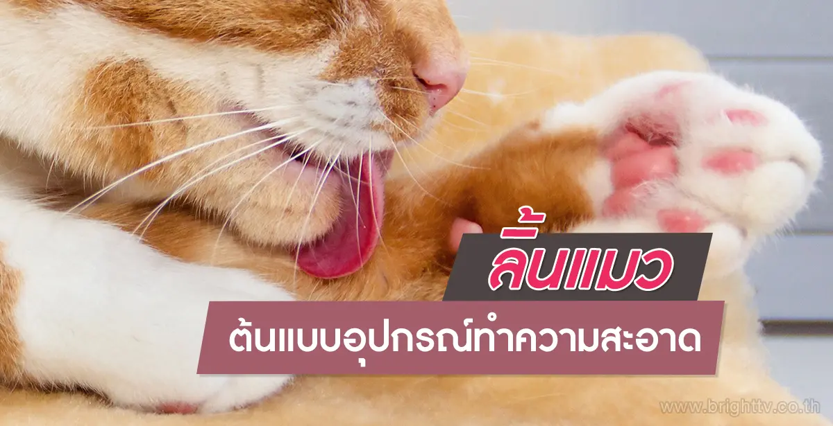 ลิ้นแมว