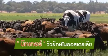 นิกเกอร์