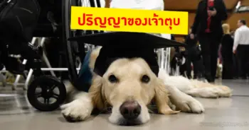 หมาเข้าเรียน