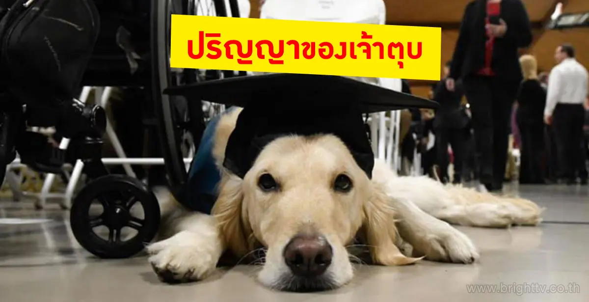 หมาเข้าเรียน