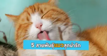 สายพันธุ์แมว