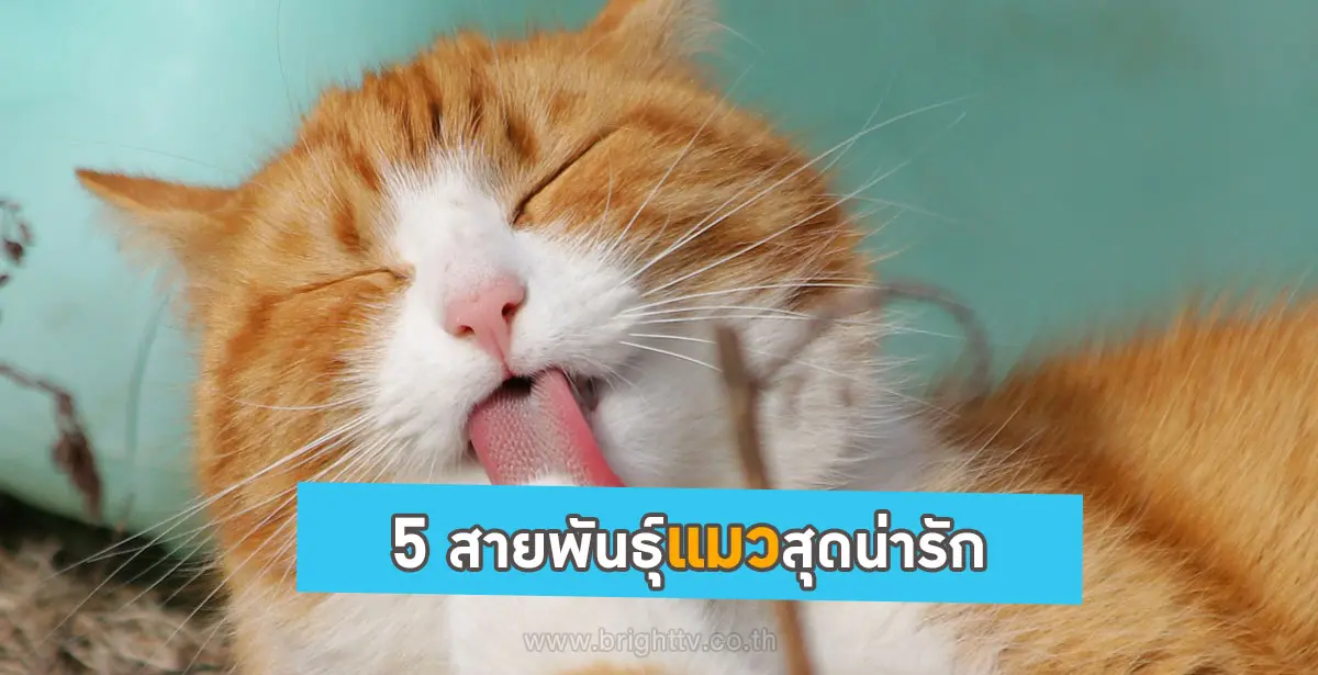 สายพันธุ์แมว