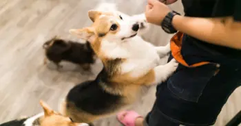 สุนัข