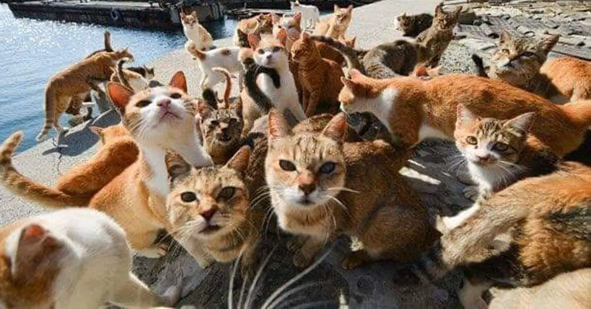 แมวเกาะญี่ปุ่น พายุฮากิบิส